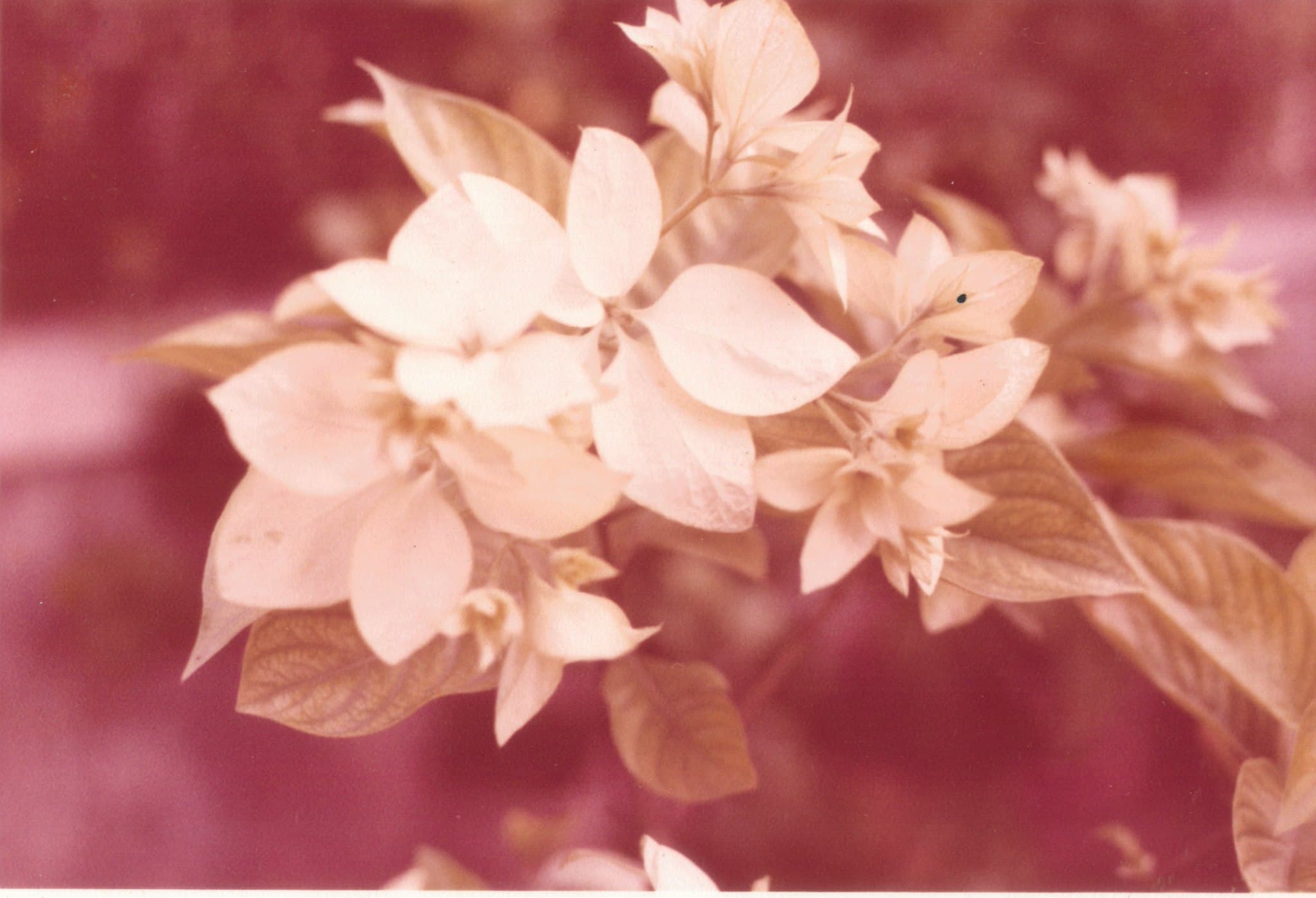 An archive photograph of pale bougainvillea in close-up.