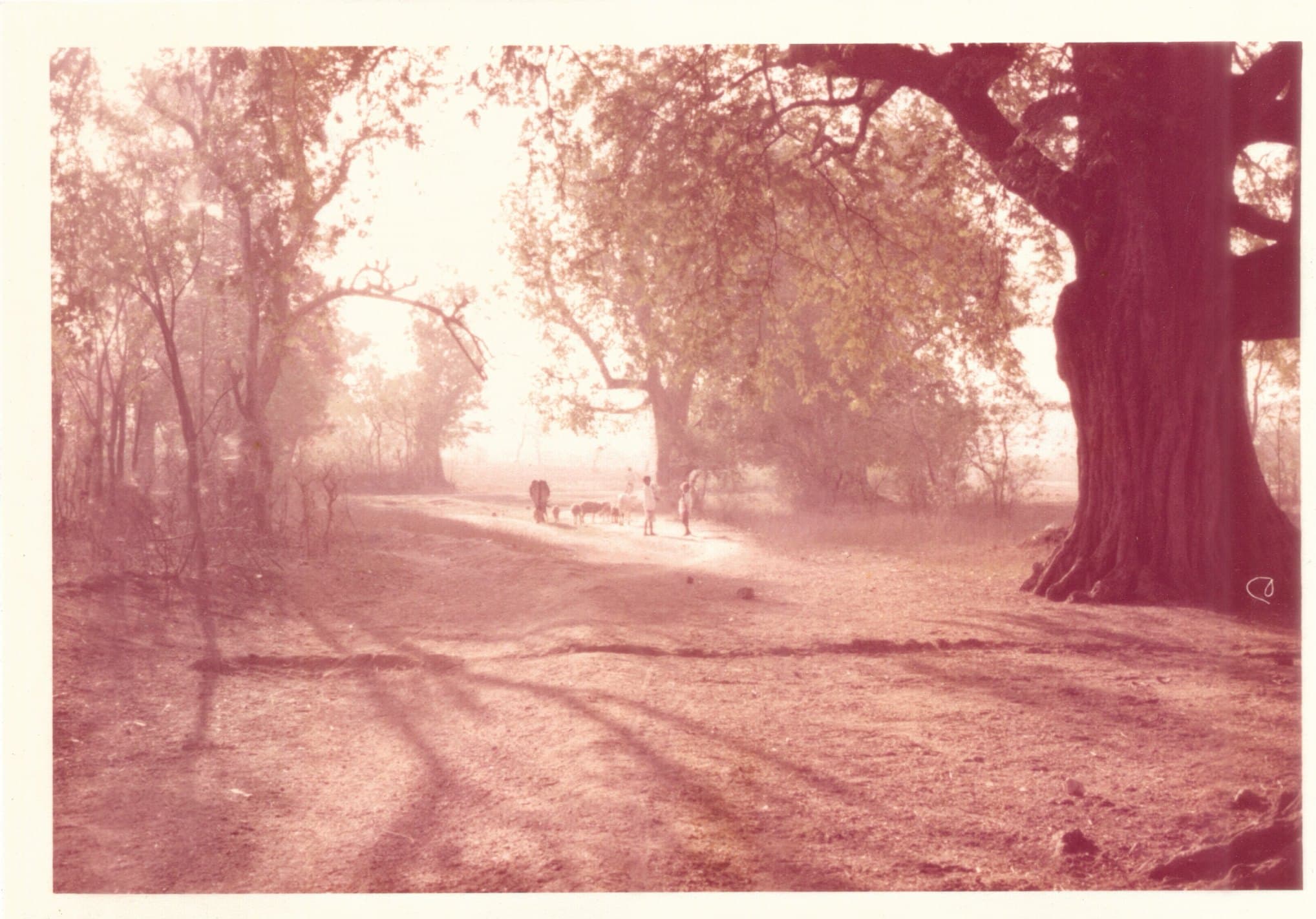 An archive photograph of a path under old trees.